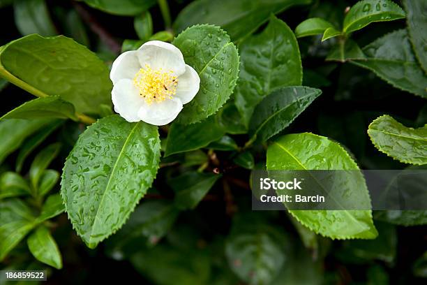 Foglie Di Tè E Fiori - Fotografie stock e altre immagini di Camellia sinensis - Camellia sinensis, Fiore, Tè verde