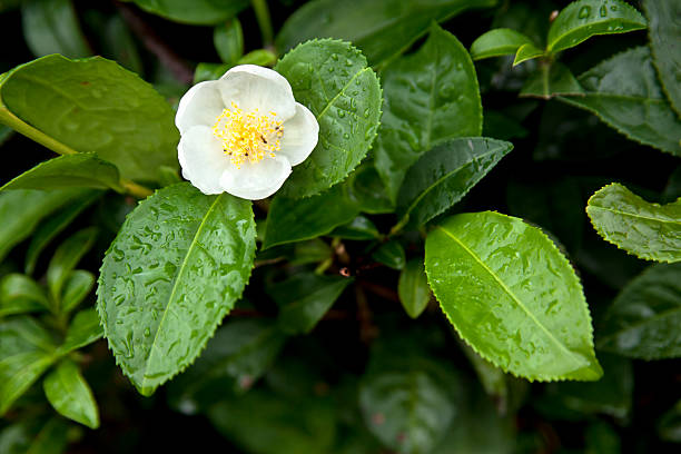 Tea leaves and flower "Close up fresh tea leaves and flower with raindrops in Rize, Turkey" camellia sinensis photos stock pictures, royalty-free photos & images