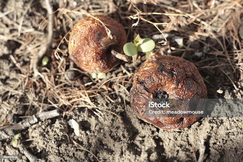 rotten apples on lawn после снега с оплавленными участками - Стоковые фото Plant Size роялти-фри