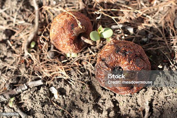 Rotten Apples On Lawn После Снега С Оплавленными Участками — стоковые фотографии и другие картинки Plant Size