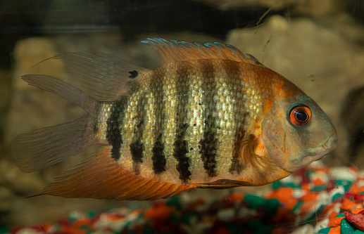 Cichlazoma severum krasnoplechii. Heros efasciatus Rotkeil.