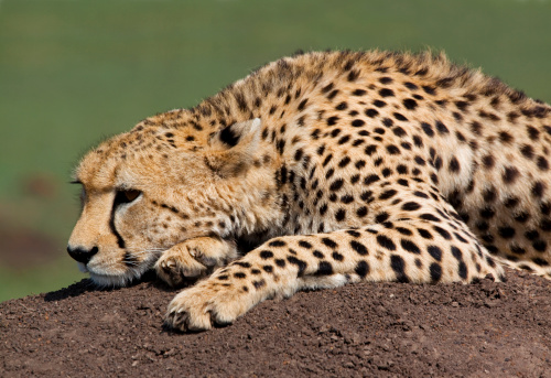 A cheetah resting on the ground in the Masai Mara plains in beautiful light – Kenya