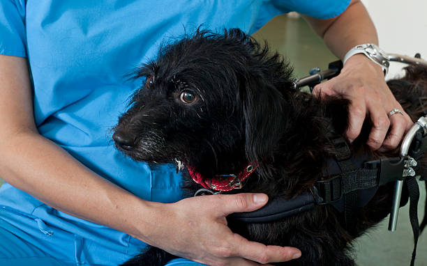istock Veterinary Technician Comforts Small Dog in Wheelchair 186859972