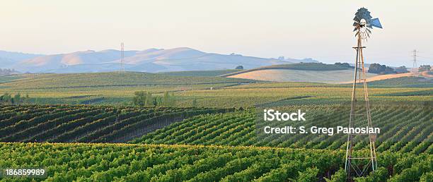 Foto de Vinhedo Paisagem Panorâmica e mais fotos de stock de Vale de Napa - Vale de Napa, Vinicultura, Agricultura