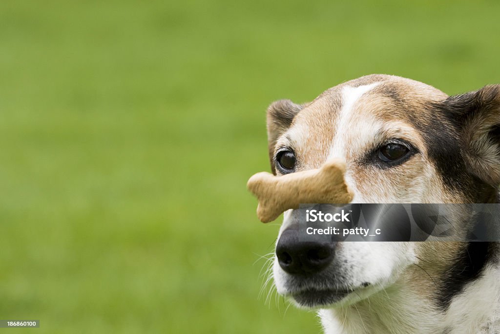 É caindo - Foto de stock de Cão royalty-free