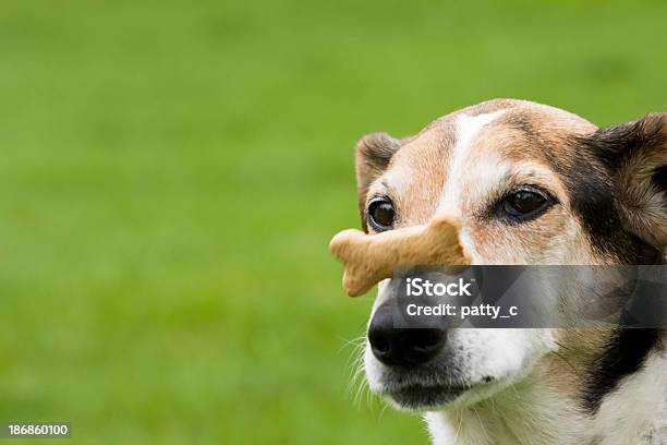 Foto de É Caindo e mais fotos de stock de Cão - Cão, Lanche, Animal