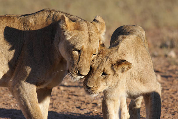 istock Pair of lions affectionately rubbing there faces together 186860103