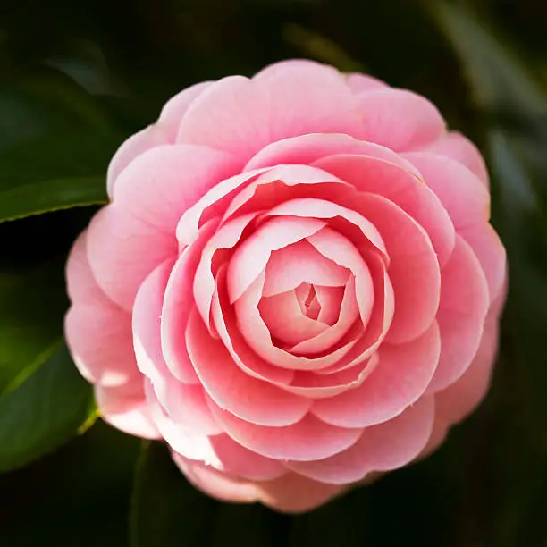 Photo of Camellia