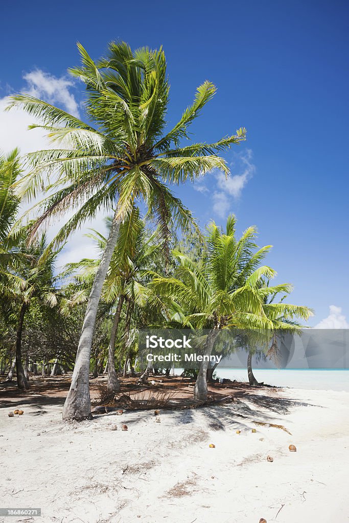 Bora Bora-blanco sueño Beach, Coconut Palm Trees vacaciones de verano - Foto de stock de Bora Bora libre de derechos