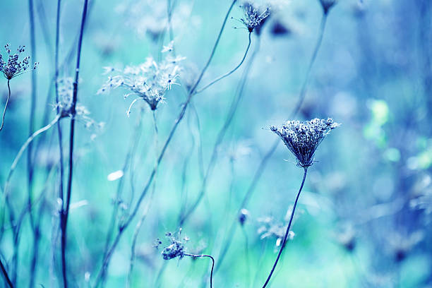 istock Dried Queen Anne's Lace wildflowers 186860412