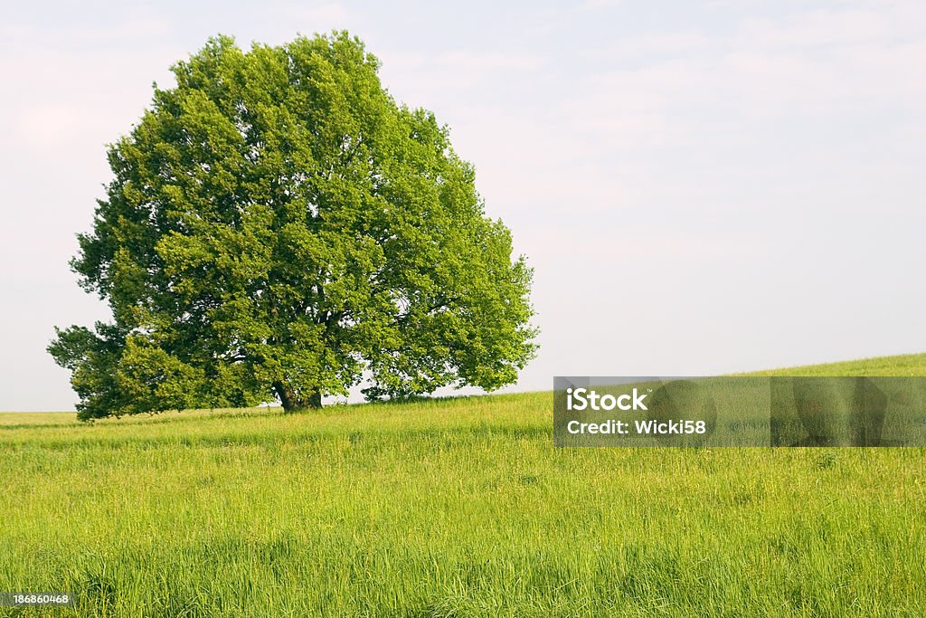 Le Oak Tree - Photo de Arbre libre de droits
