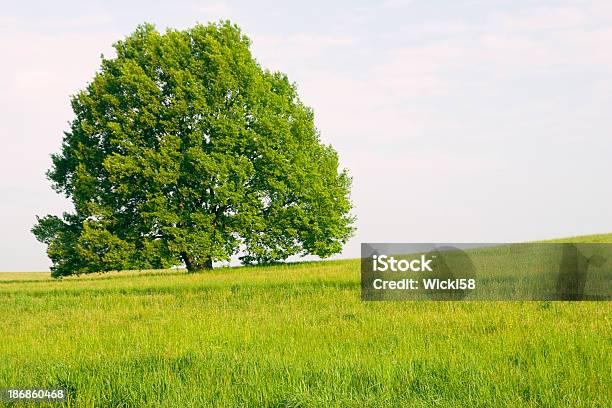 Photo libre de droit de Le Oak Tree banque d'images et plus d'images libres de droit de Arbre - Arbre, Beauté de la nature, Bleu