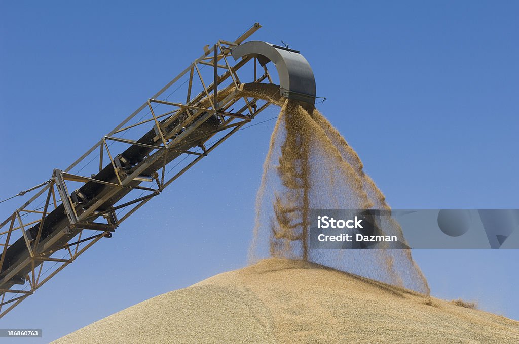 Зерна пшеницы, загружаются на конвейер на на накопление запасов. - Стоковые фото Лента конвейера роялти-фри