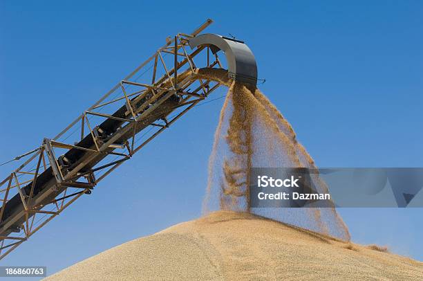 Зерна Пшеницы Загружаются На Конвейер На На Накопление Запасов — стоковые фотографии и другие картинки Лента конвейера