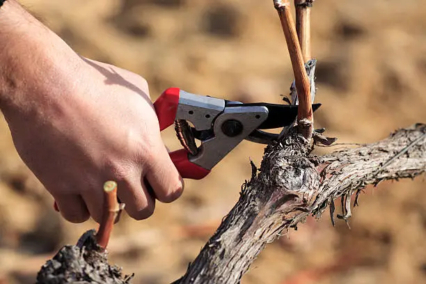 "Pruning the grape vinesThe main reasons for pruning grape vines are to control the crop size, the quality of the grapes and to keep the growth of the vines attractive and manageable."