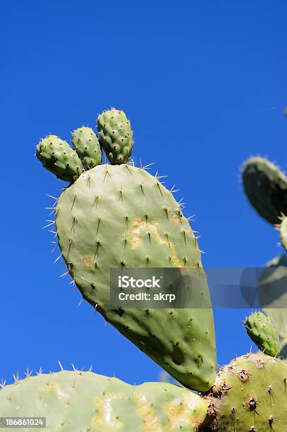 Cactus Chumbera Almohadilla Foto de stock y más banco de imágenes de Afilado - Afilado, Aguja - Parte de planta, Aire libre