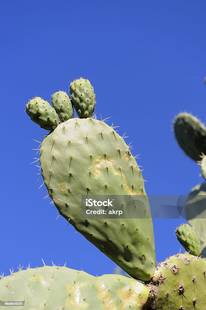 Cacto Nopal Pad - Foto de stock de Afiado royalty-free