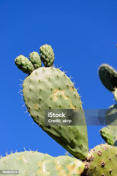 Foto de Cacto Nopal Pad e mais fotos de stock de Afiado - Afiado, Azul, Botão - Estágio de flora