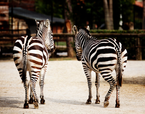 Three zebras are walking.\nThis photo was shot in the zoo.