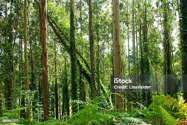 Eukaliptus Forest - zdjęcia stockowe i więcej obrazów Bez ludzi - Bez ludzi, Bluszcz, Drzewo