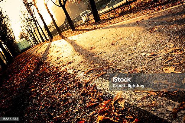 Fahrradweges Stockfoto und mehr Bilder von Ast - Pflanzenbestandteil - Ast - Pflanzenbestandteil, Baum, Blatt - Pflanzenbestandteile