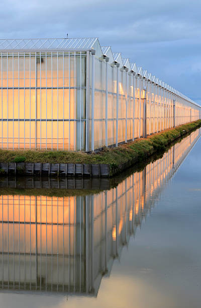 istock assimilation lights in a greenhouse 186861434