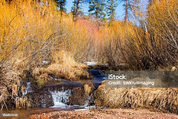 Dique De Castor - Fotografias de stock e mais imagens de Colorado - Colorado, Montanhas Rampart, Ao Ar Livre