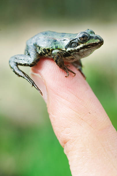 istock Young Frog Resting On A Fingertip 186861525