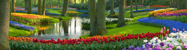 Spring Flowers in a Park "Park with multi-colored spring flowers along a pond. Location is the Keukenhof garden, Netherlands.Other tulip images:" hyacinth red stock pictures, royalty-free photos & images