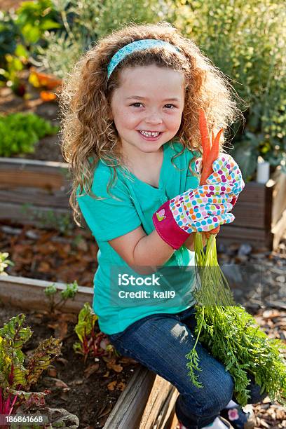 Photo libre de droit de Petite Fille Récolte Des Carottes Dans Jardin Communautaire banque d'images et plus d'images libres de droit de Enfant