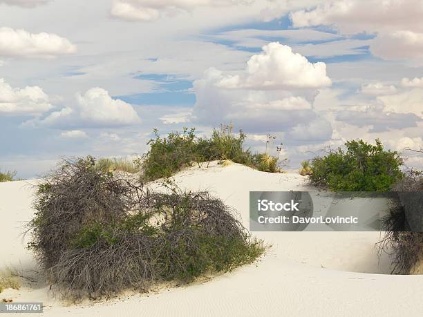 Photo libre de droit de Bush banque d'images et plus d'images libres de droit de Blanc - Blanc, Dune de sable, Désert