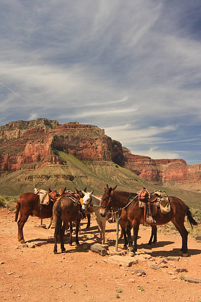 istock Mules resting in the Grand Canyon 3 186862124