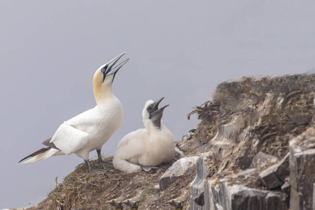 um ganso e guga ao lado de um penhasco - gannet - fotografias e filmes do acervo