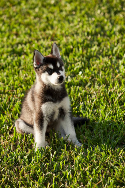 istock Alaskan Klee Kai puppy 186862167