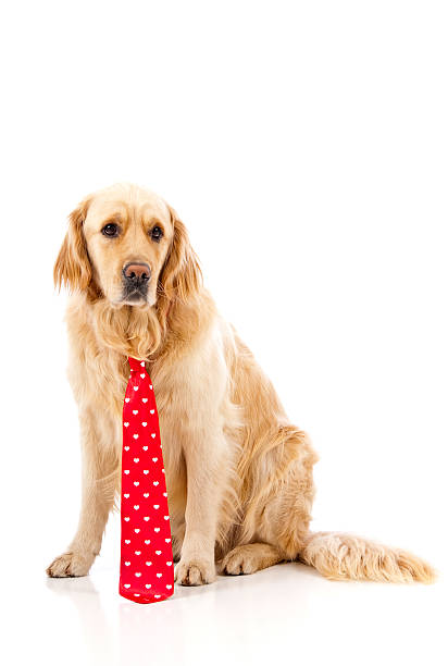 A cute golden retriever ready for Valentines Day.
