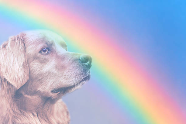 Dog Rainbow Bridge. Golden Retriever dog on rainbow background. Dog and rainbow Dog Rainbow Bridge. Golden Retriever dog on rainbow background. Dog and rainbow pet loss stock pictures, royalty-free photos & images