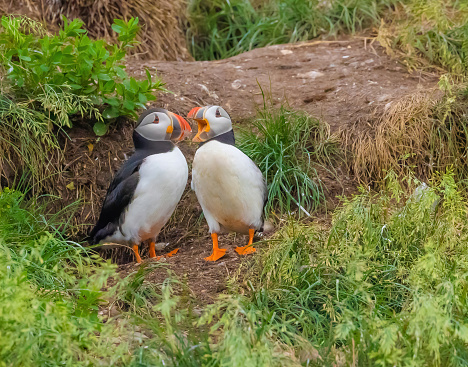 Two puffins stand outside their burrows on gull island and appear to be greeting each other.