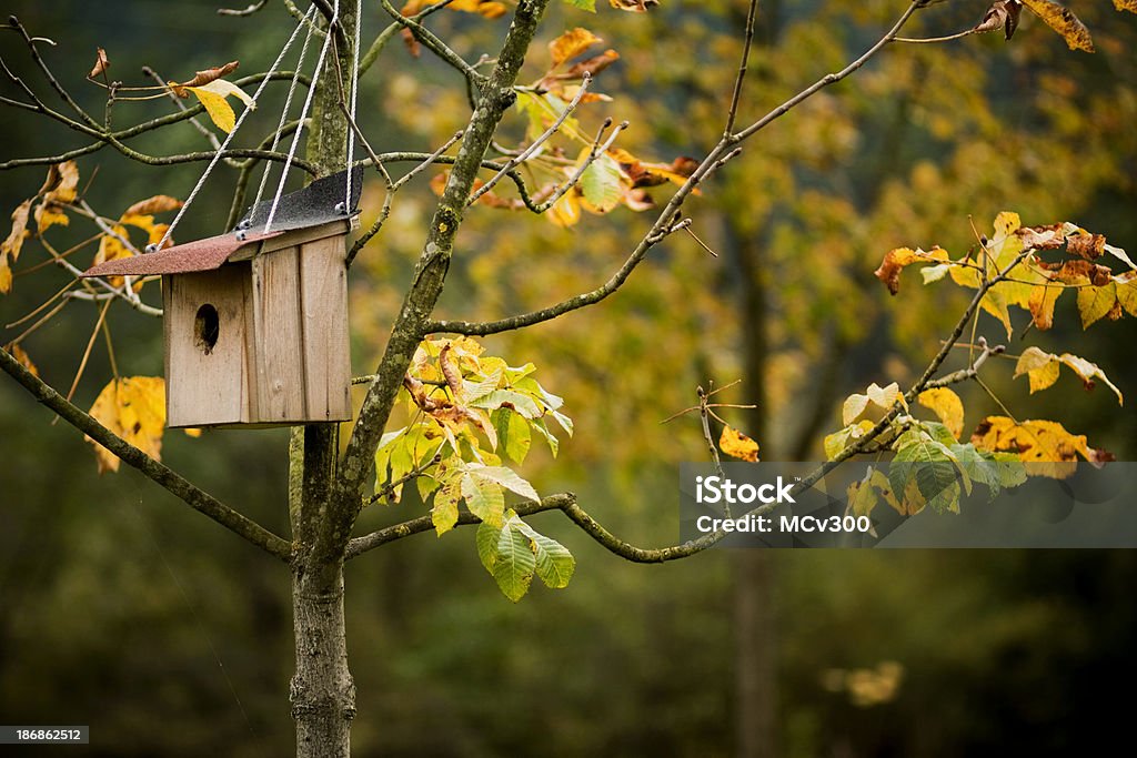 Maison d'oiseau sur une branche d'arbre accrocher. - Photo de Branche - Partie d'une plante libre de droits