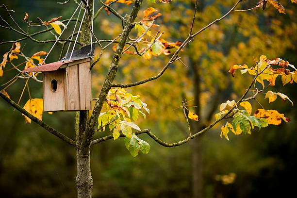 istock Bird house hanging from a tree branch. 186862512