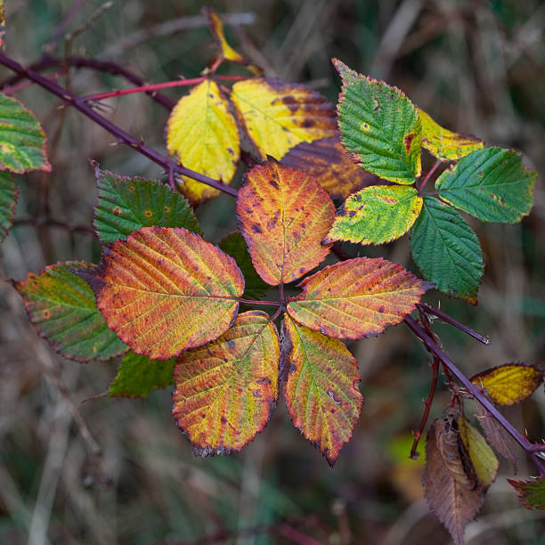 istock Autumn Blackberry Leaves 186862701
