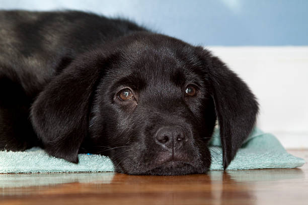 istock Tired, Black Labrador Retriever Puppy Laying, Ears Down 186862819