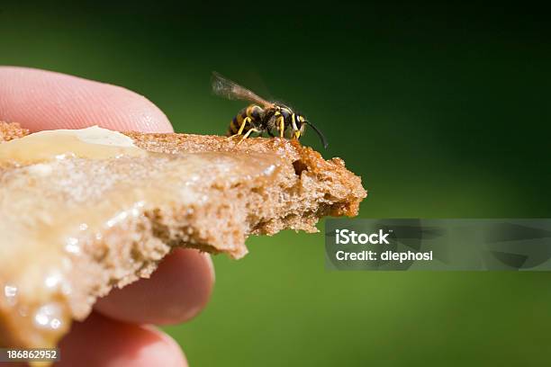 Breakfast Guest Stock Photo - Download Image Now - Wasp, Aggression, Anger