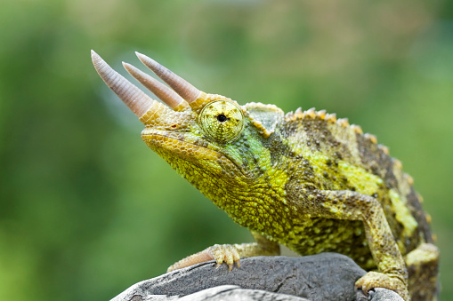 European male green lizard coming out of his home