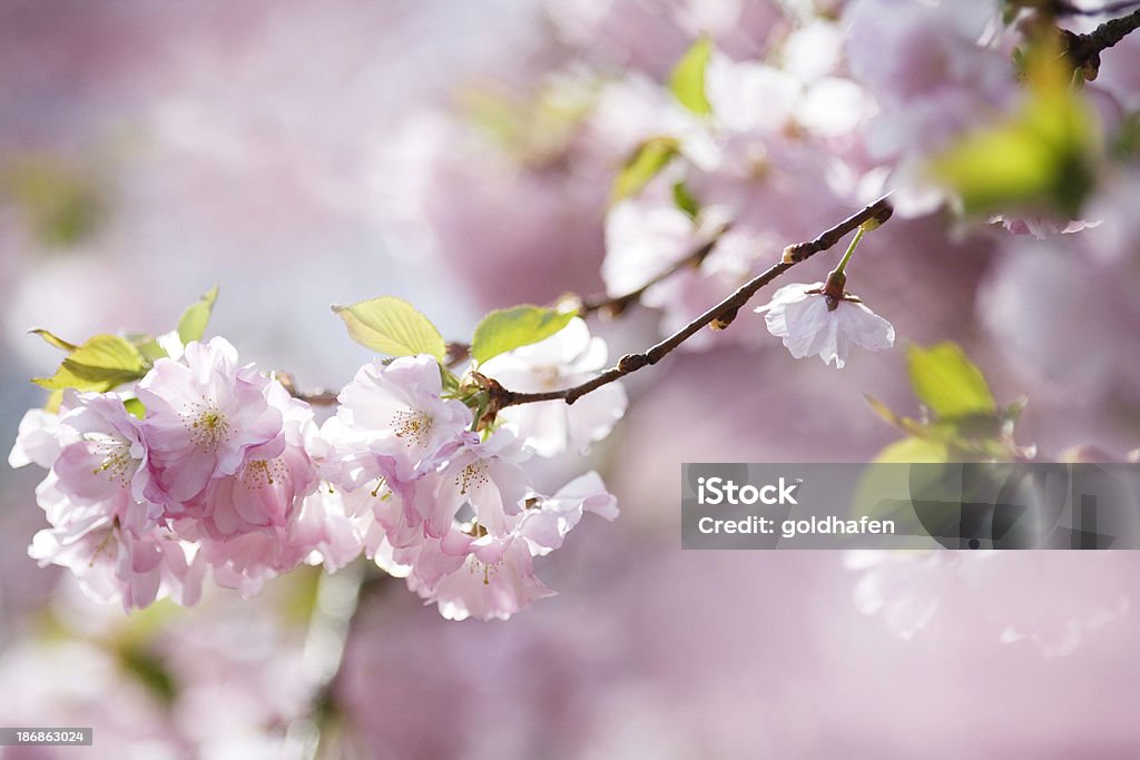 spring - Royalty-free Ao Ar Livre Foto de stock