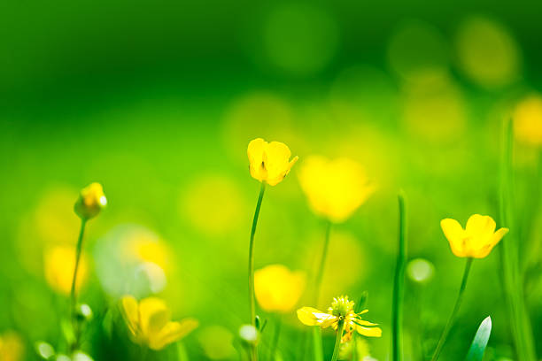istock Yellow buttercups in a field in summer 186863341