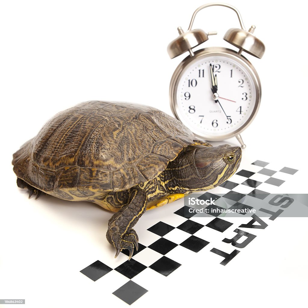Enrojecimiento de una tortuga deslizante de prepararse para comenzar - Foto de stock de Despertador libre de derechos