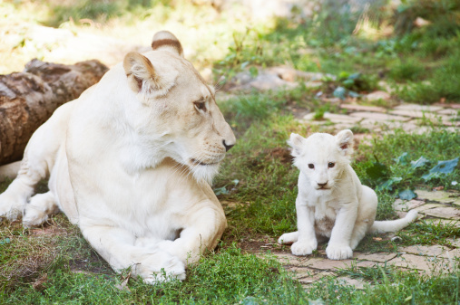 White female African lion resting with her cubs and take care of him