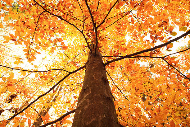 istock Autumn Tree Looking Up - Colorful Fall Leaves 186863697