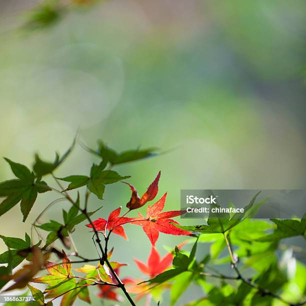 가을 낙엽 0명에 대한 스톡 사진 및 기타 이미지 - 0명, 가을, 개체 그룹