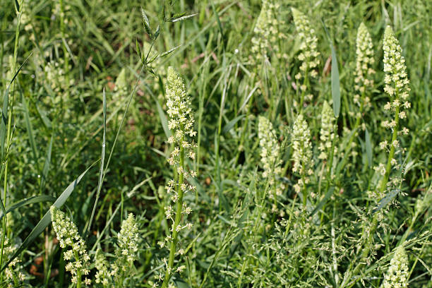 Wild mignonette Reseda lutea green and yellow texture Wild mignonette is a self-fertile wildflower that is noted for attracting wildlife. In particular, a clump of these flowers will attract bees, and it is a noted food plant for Pieris white butterflies. It is closely related to weld, a plant used in the vegetable dye industry. reseda lutea stock pictures, royalty-free photos & images